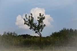 Terebélyes Diófa (felhő lombkorona)
