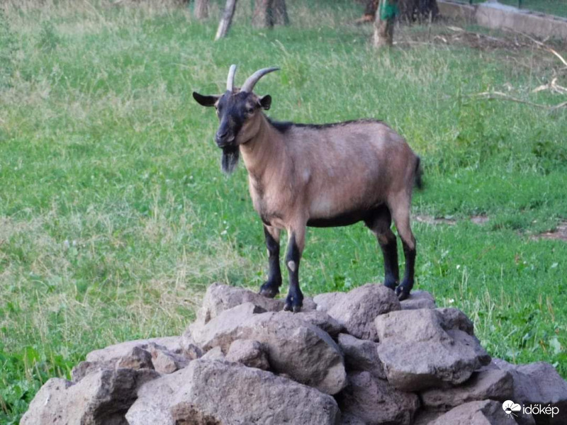 Kecske a sziklán