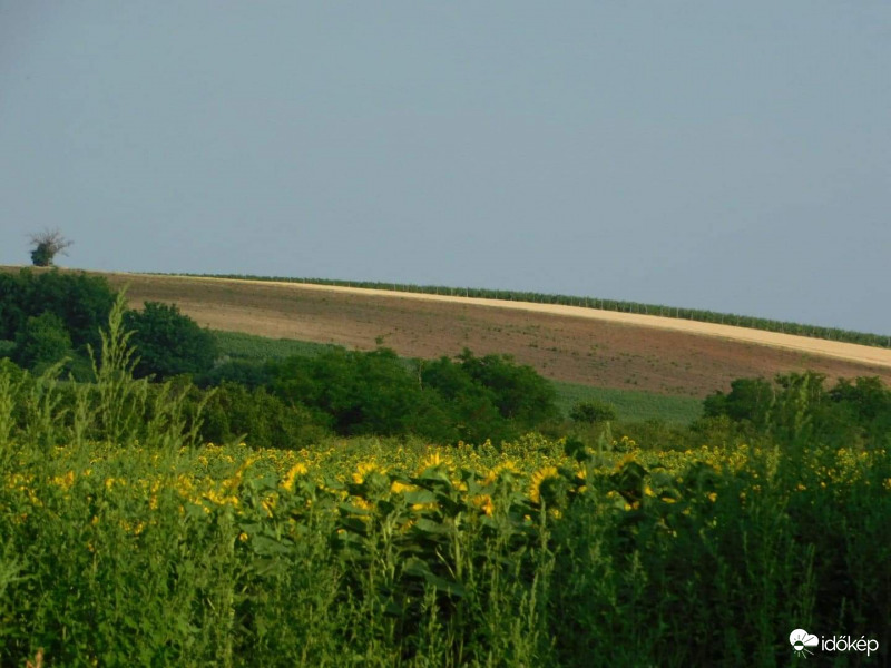 Napraforgó