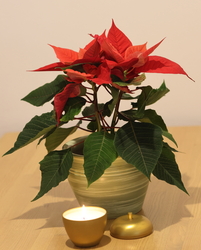 Boldog Karácsonyt kívánok minden fotós barátunknak!