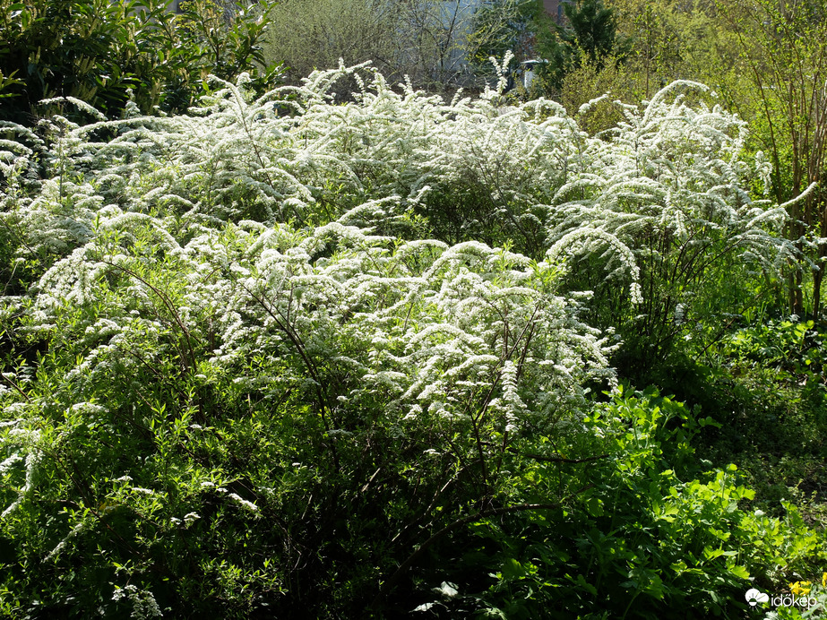 Budai Arborétum
