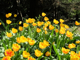 Budai Arborétum