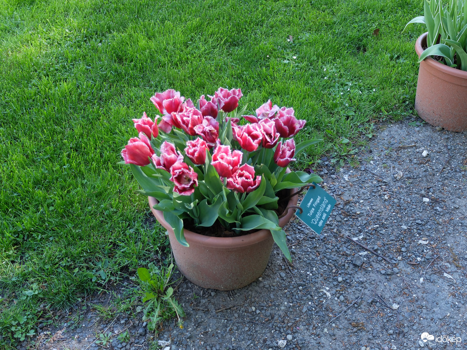 Tulipánok Vácrátóti Botanikus Kert