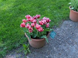 Tulipánok Vácrátóti Botanikus Kert