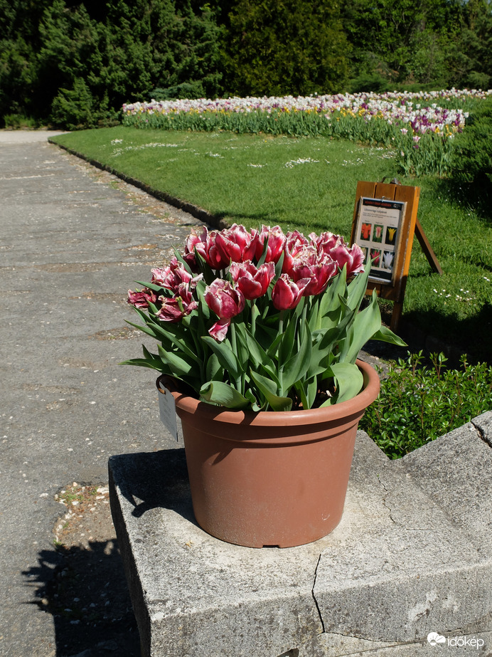 Tulipánok Vácrátóti Botanikus Kert