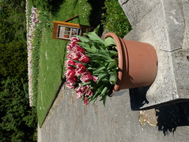 Tulipánok Vácrátóti Botanikus Kert