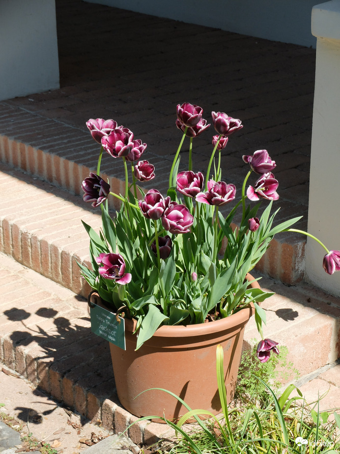 Tulipánok Vácrátóti Botanikus Kert