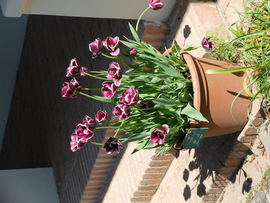 Tulipánok Vácrátóti Botanikus Kert