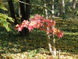 Vácrátót arborétum