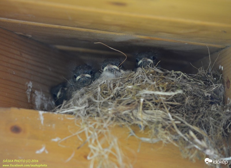 Rozsdafarkú fiókák