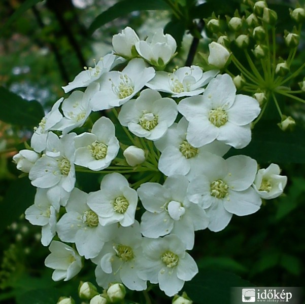 Hófehér koszorú virág