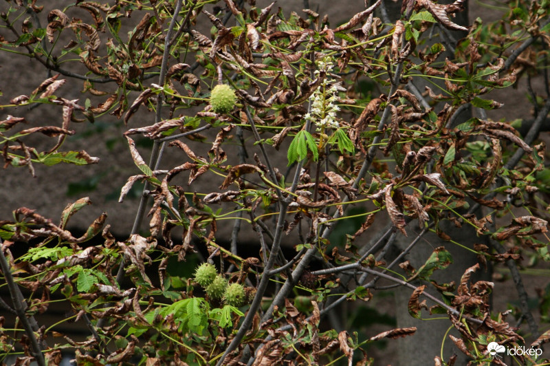 Őszi gesztenye és virága