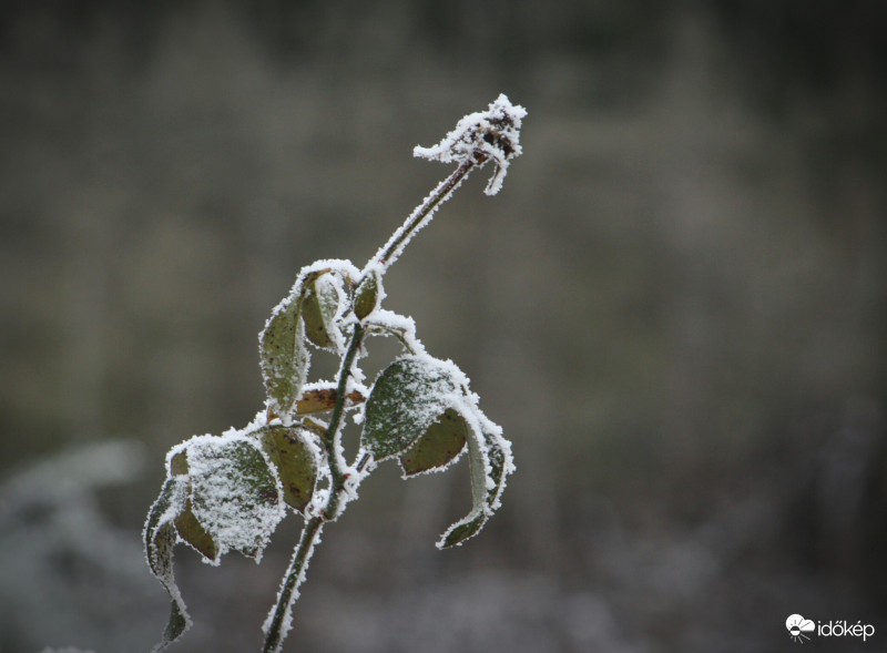 Egy szál rózsa...volt.