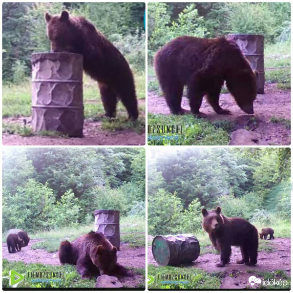 Maciles filmdzsungel4 részlet 1