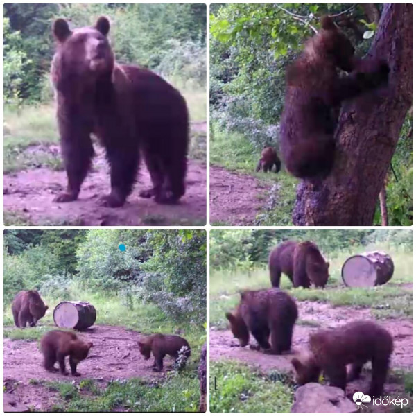 Maciles filmdzsungel4 részlet 2