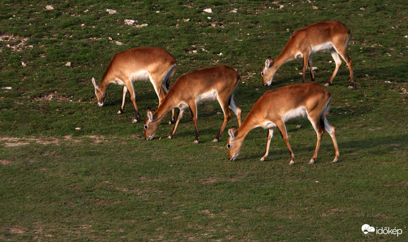 Négyütemű "fűnyíró"