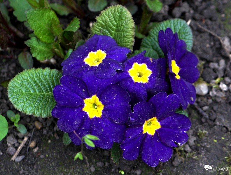 Primula