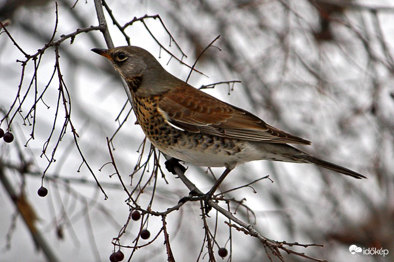 Turdus pilaris