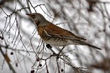 Turdus pilaris