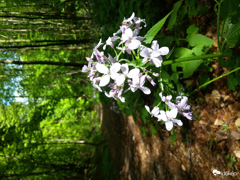 Holdviola