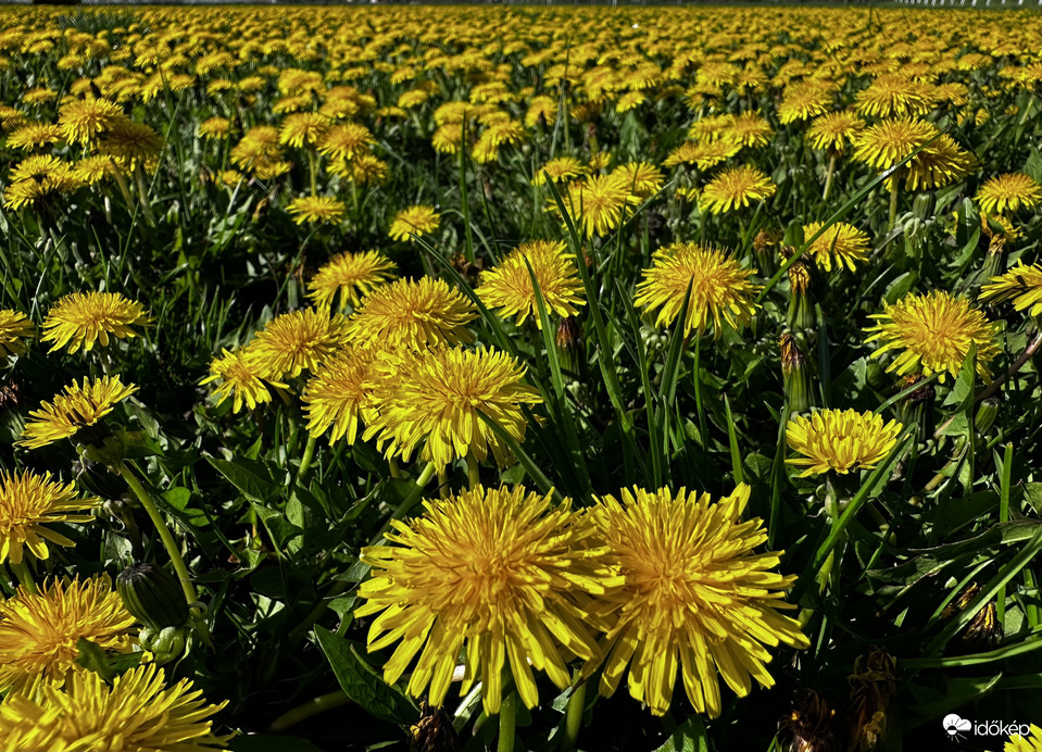 Dandelion