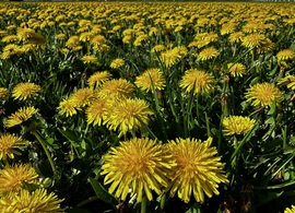 Dandelion
