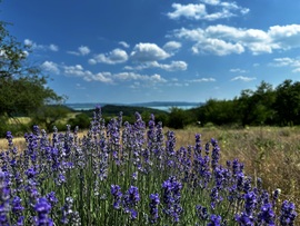 Balaton