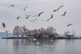 Balatonfüred