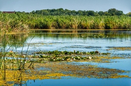 Tisza-tó