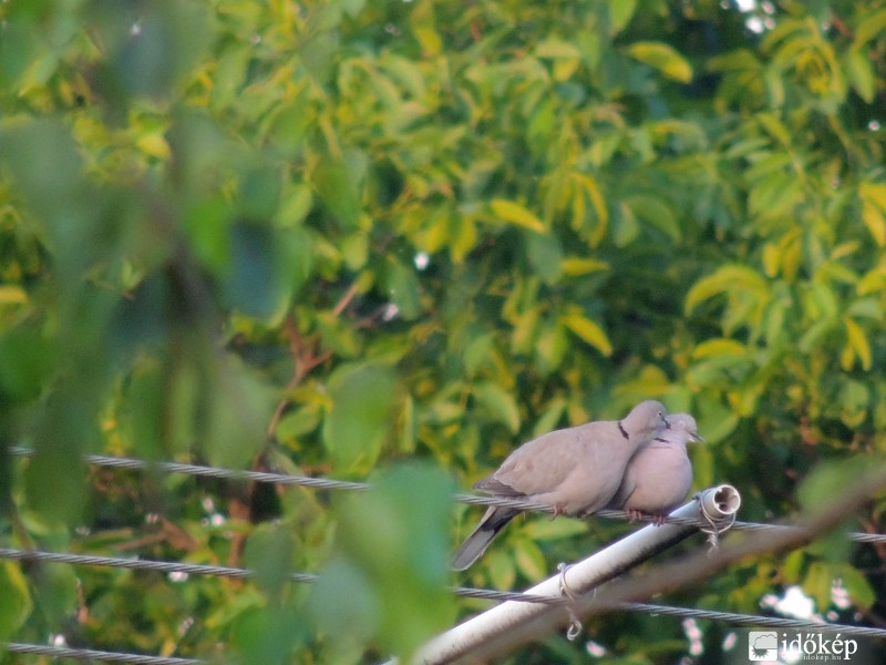 Adj egy csókot tubicám!