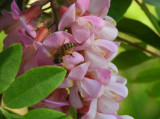 Méh a Lilaakácon