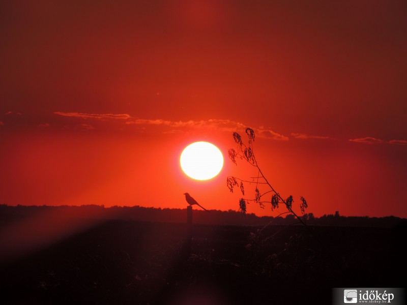 Szarka vs. Naplemente