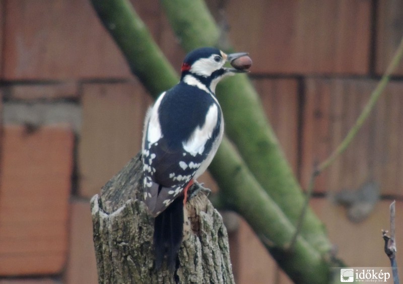 fakopáncs mogyoróval 