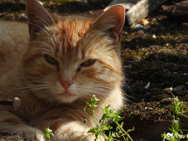 Pihenő