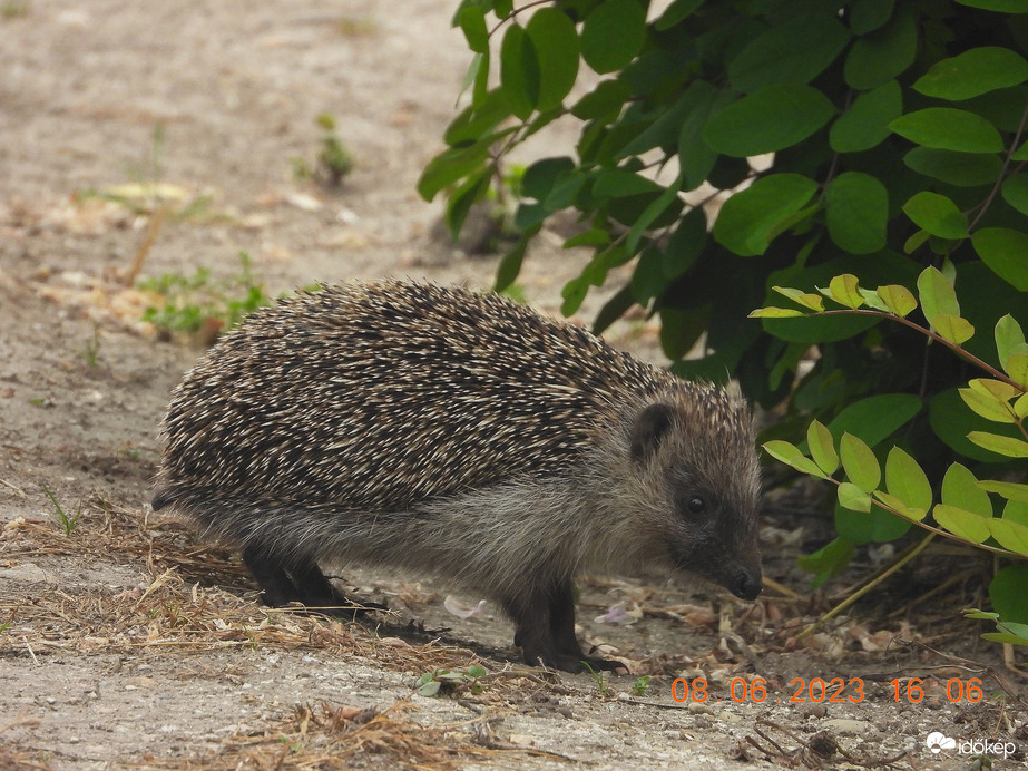 Mai látogató a kertben