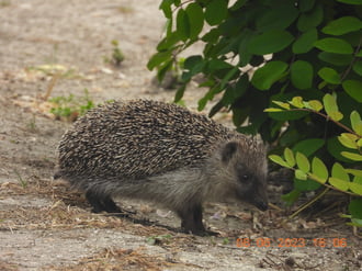 Mai látogató a kertben