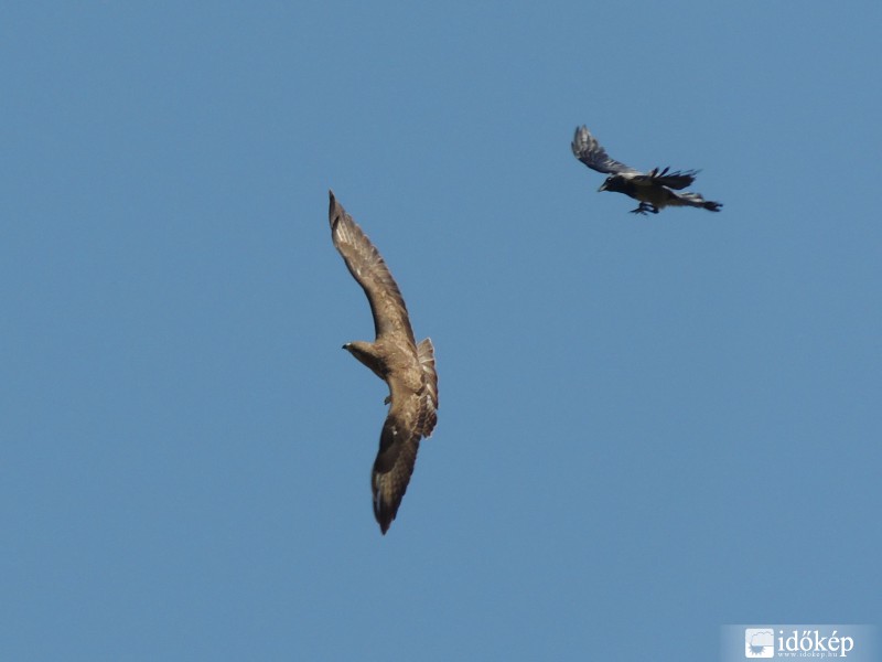 ölyv meg a dolmányos varjú