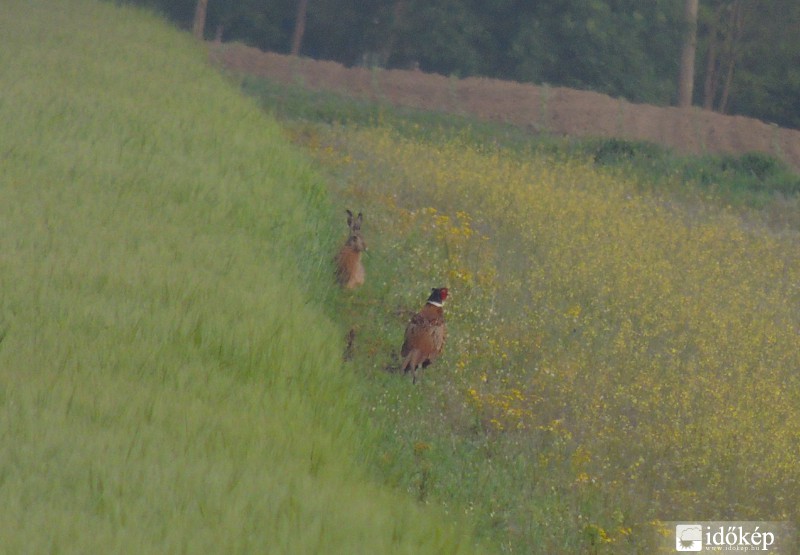 vadnyúl meg a fácán