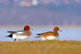 Fütyülő réce pár 