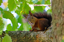Szia! Keresel valamit? :)