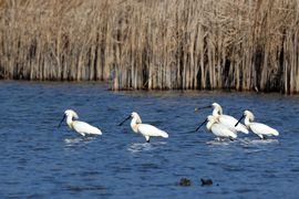Vizes élőhelyek világnapjára