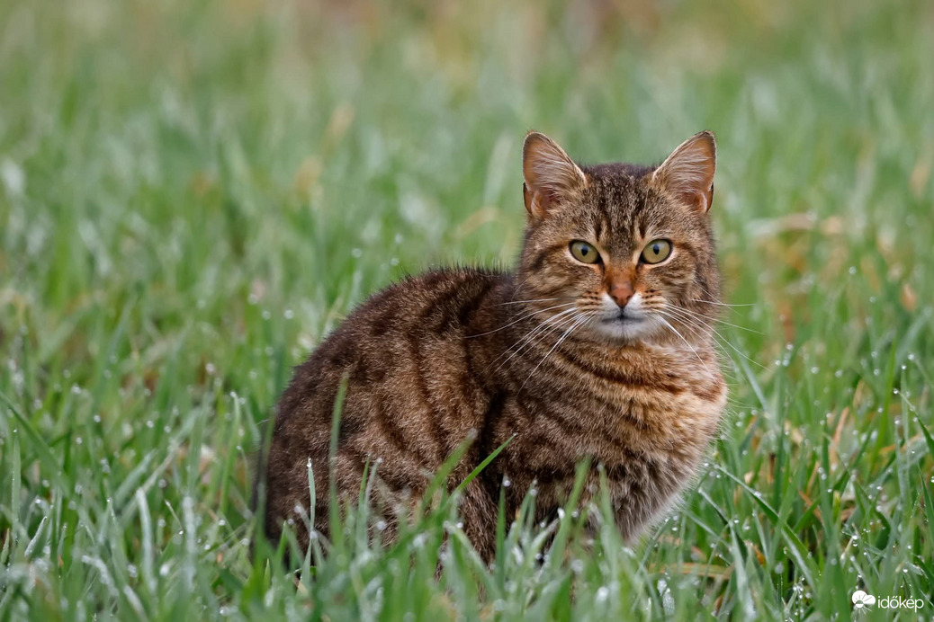A macska 