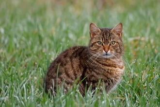 A macska 