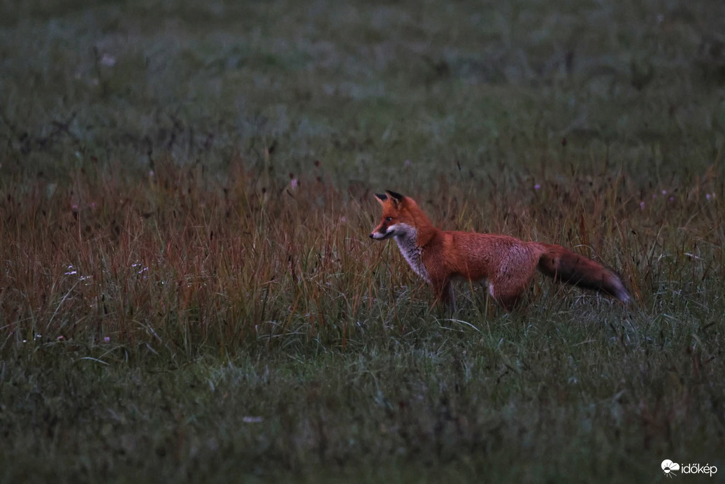 Esti portyázáson a kis vörös 