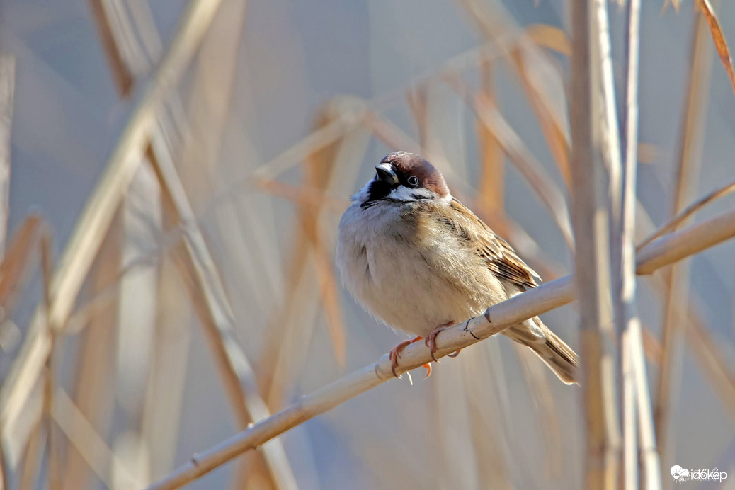 Mezei veréb nádi sziesztája