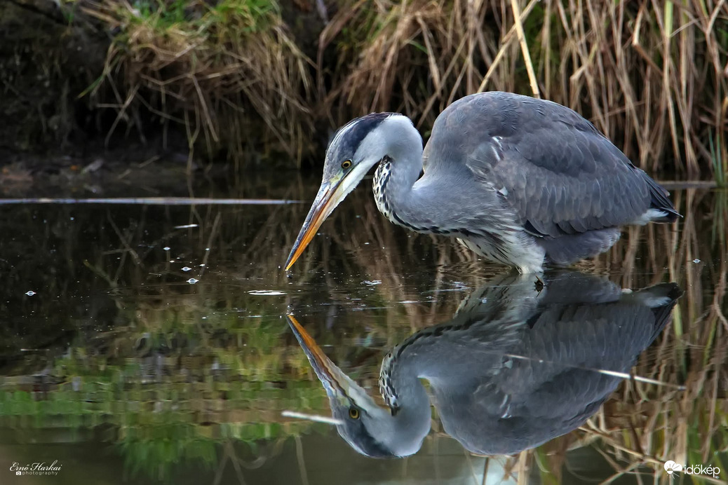 Szürke gém vadászaton