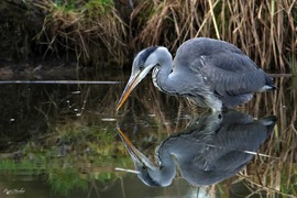 Szürke gém vadászaton