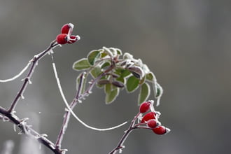 Összekötő jégív