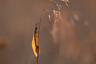 Közönséges hangyaleső naplementében