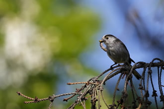 Őszapó zsákmánnyal a csőrében 